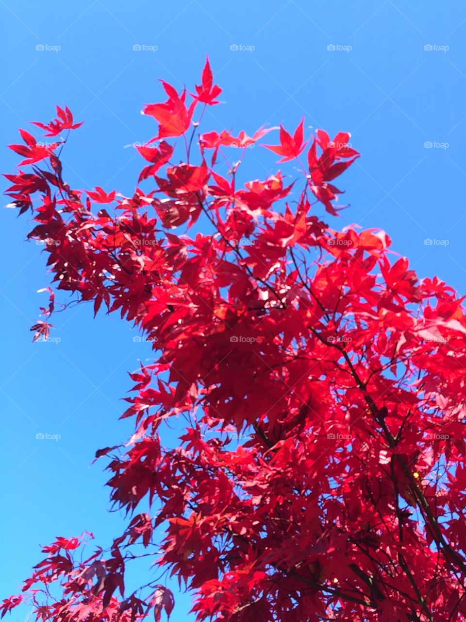Maple in Autumn 