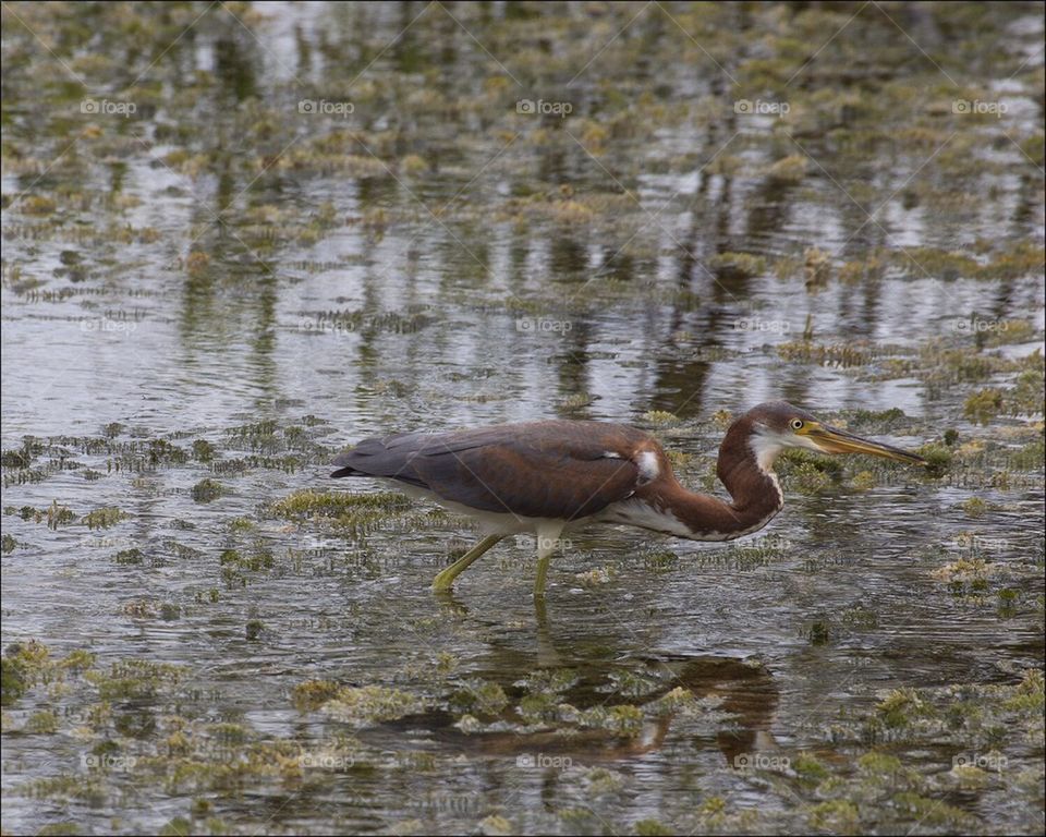 Tricolored heron