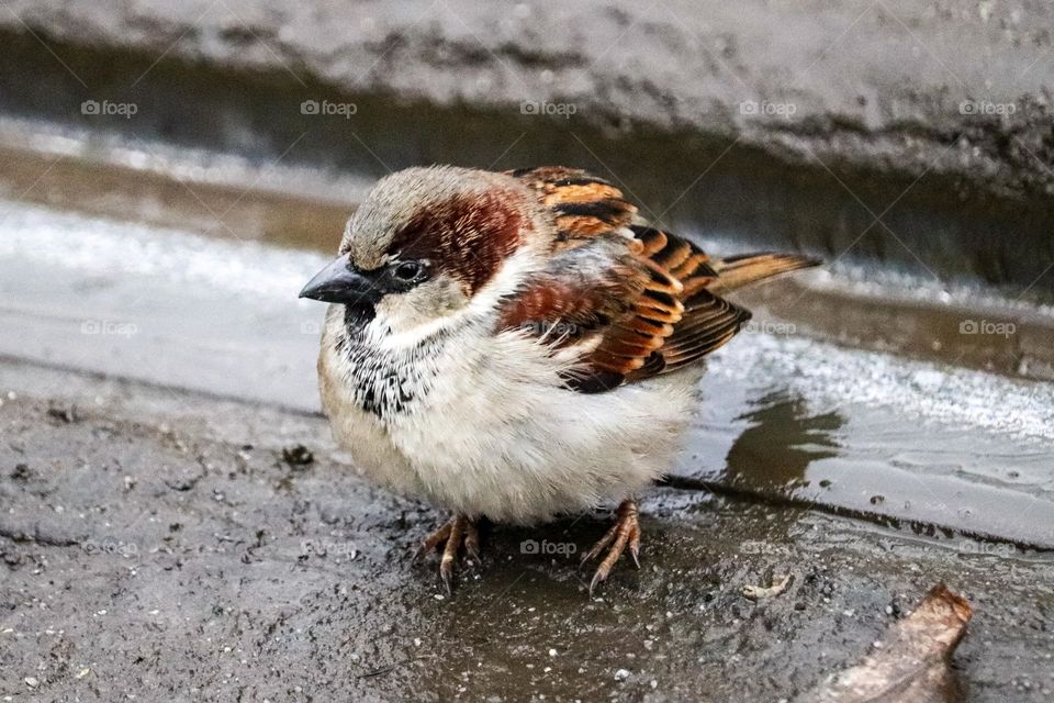 A sparrow next to the metal tram rails