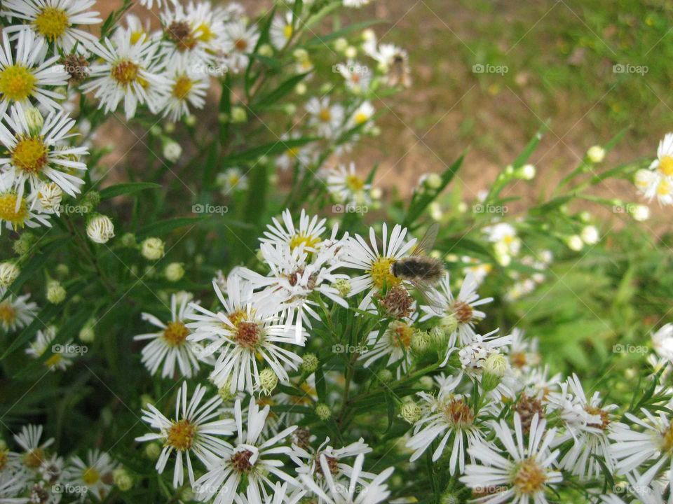 Flowers. A bee enjoying flowers.