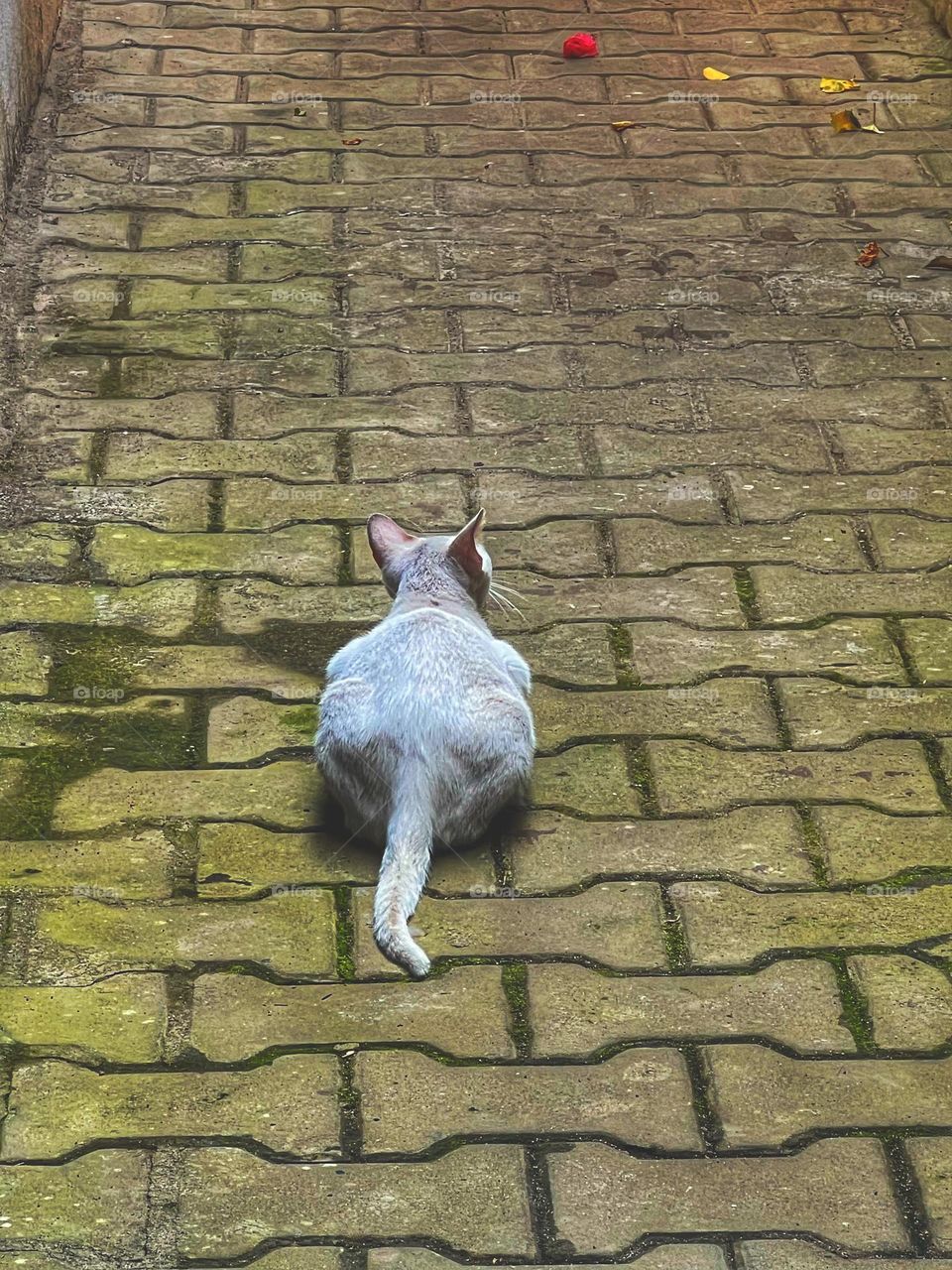 A white cat in a moss covered alley patiently waiting