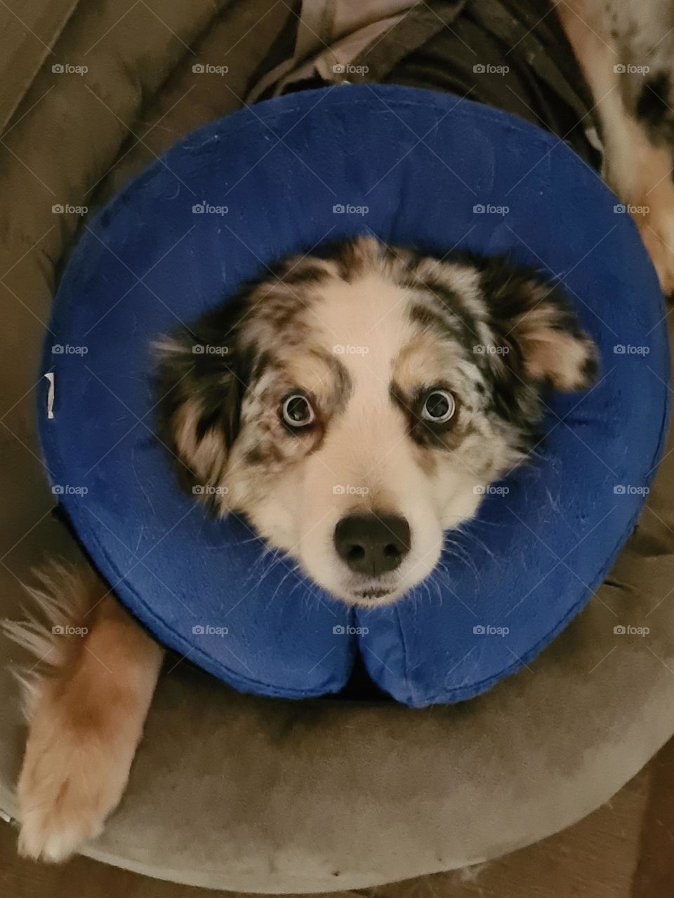 Australian Shepherd nach Operation mit Halskragen