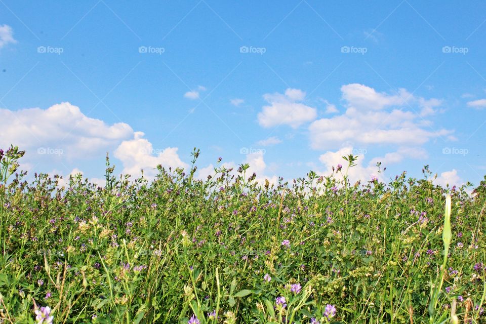 Blue sky over a field