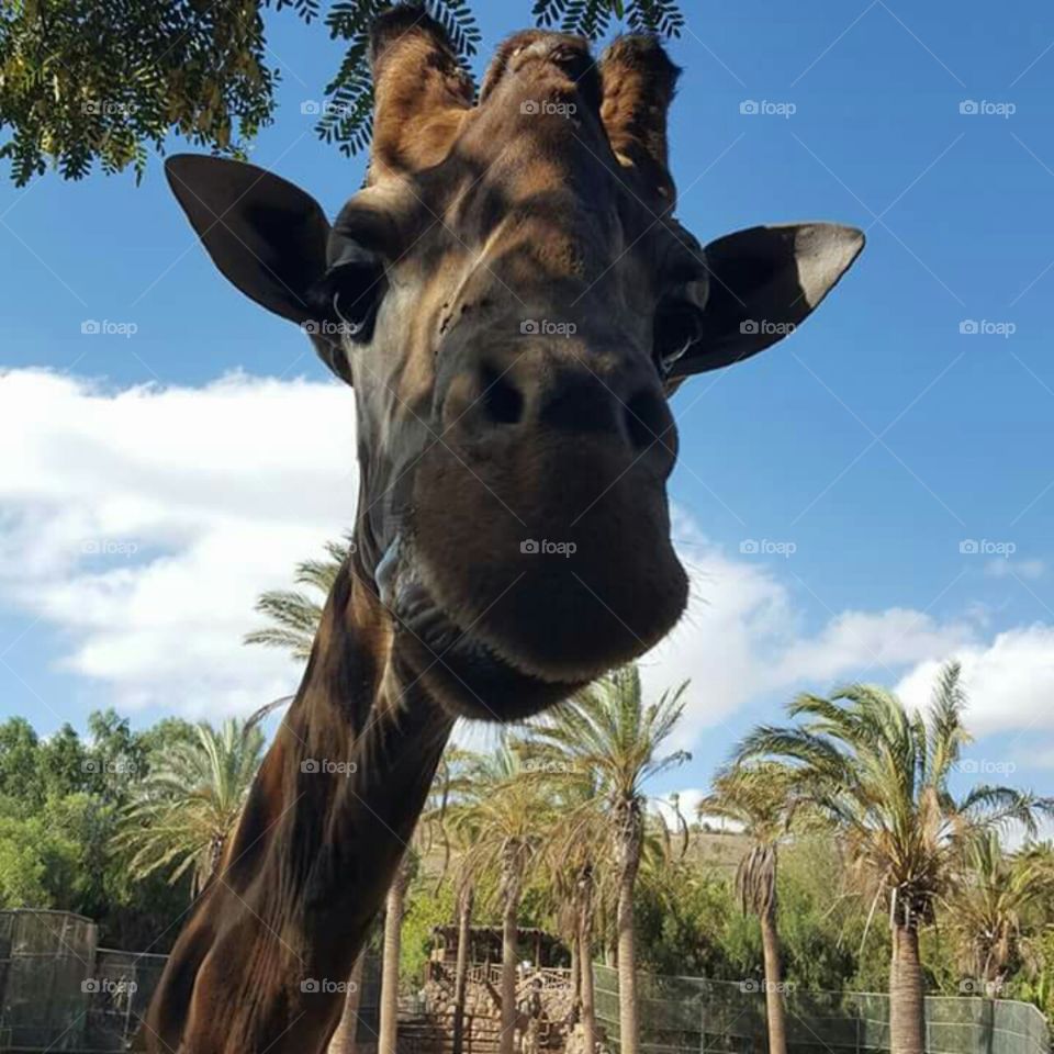 Cheeky giraffe