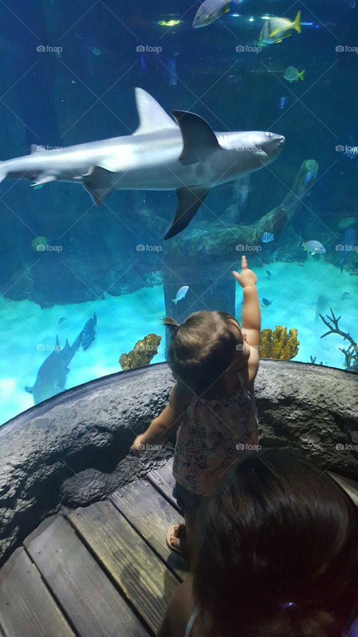 aquarium