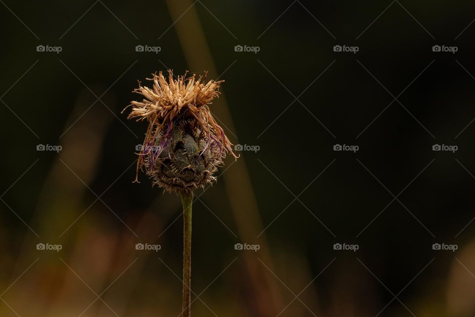 Flower on the dark background 