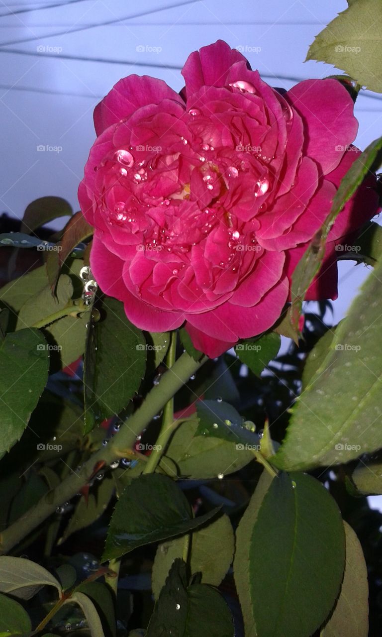 pink flower with the water