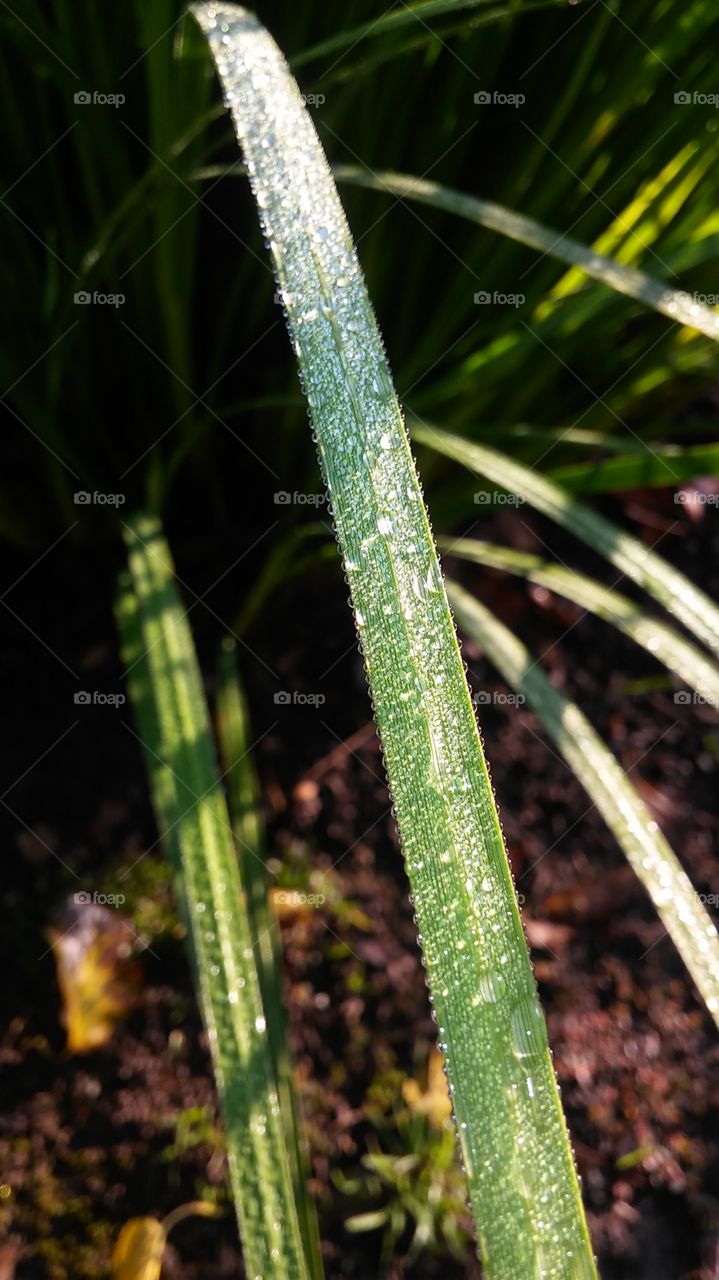 water drops on a single blade of grass