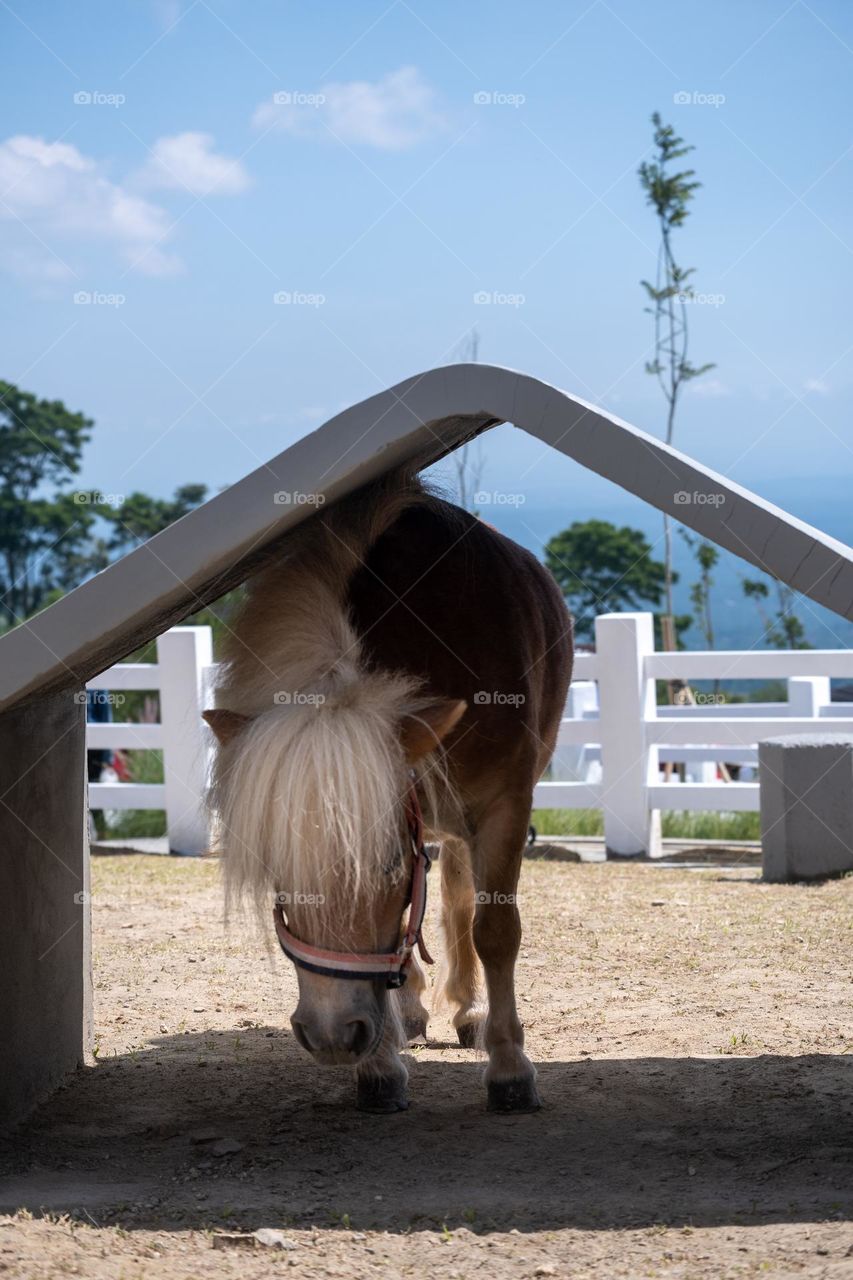pony taking shelter from the sun