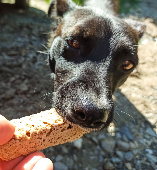 black dog eating bread from hand