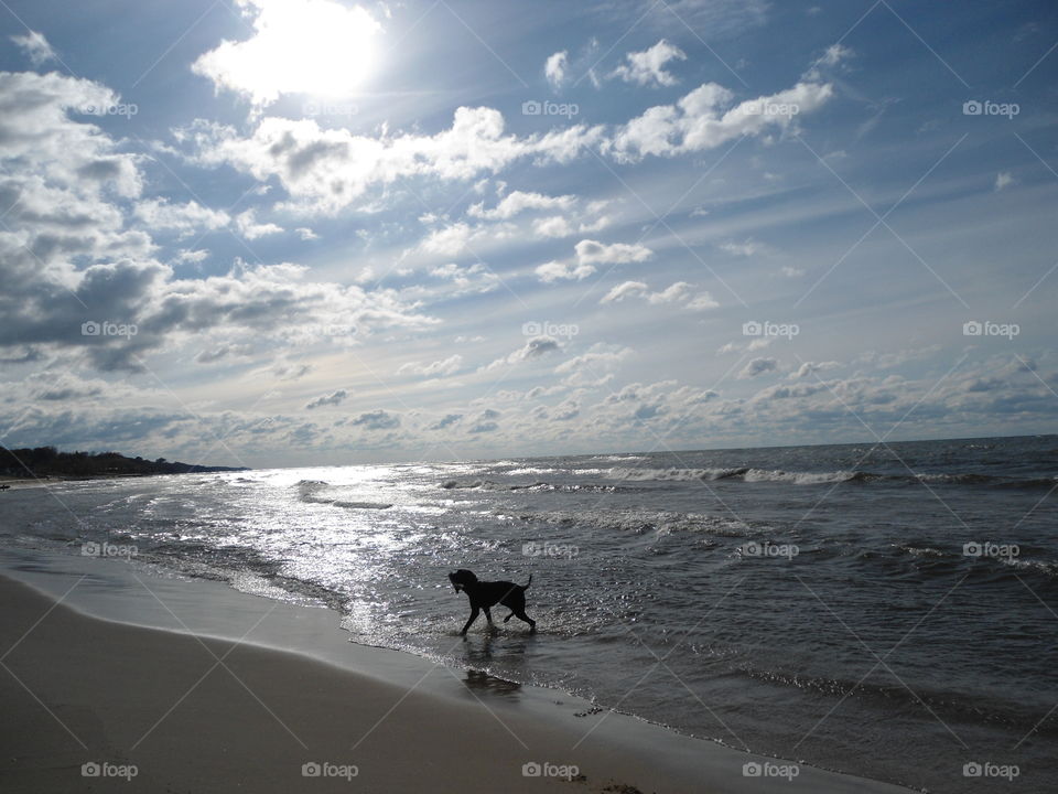 Bowser, my lab, loves playing fetch on Lake Michigan!