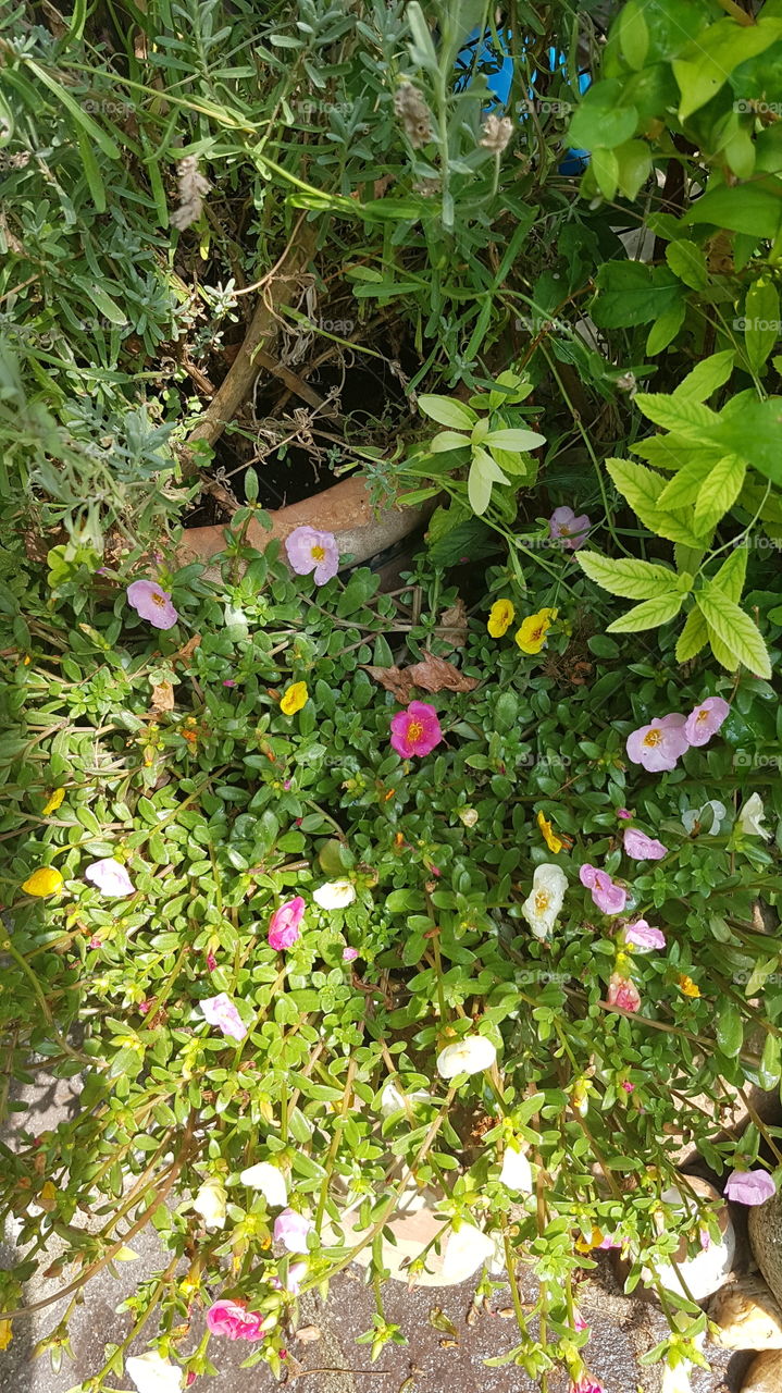 Kleine Blumenwiese