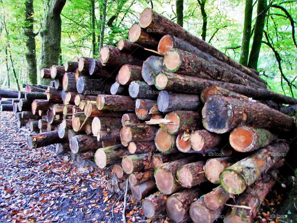 Wood, Tree, Nature, Tree Log, Fall