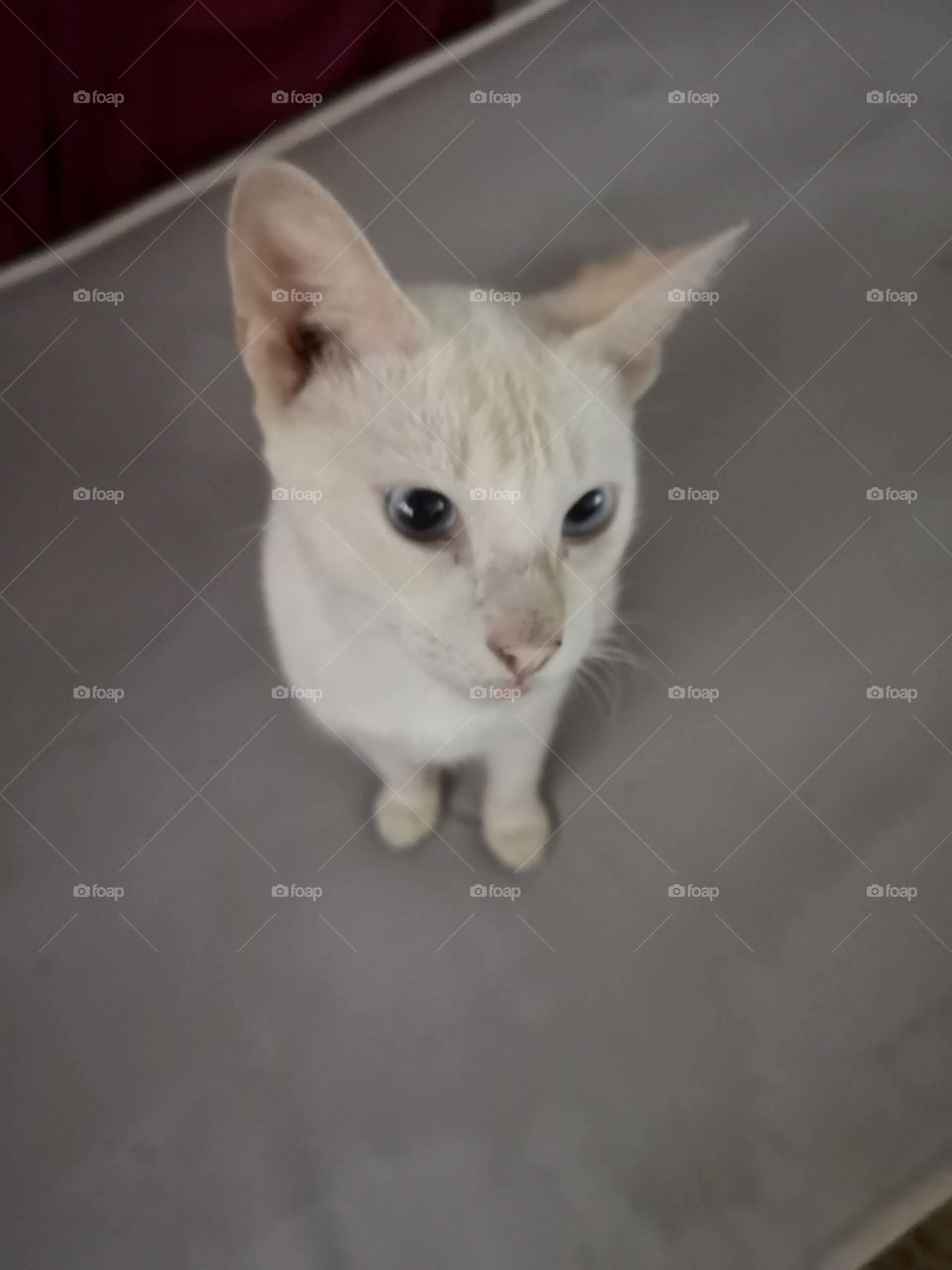 Cat at a time of distraction