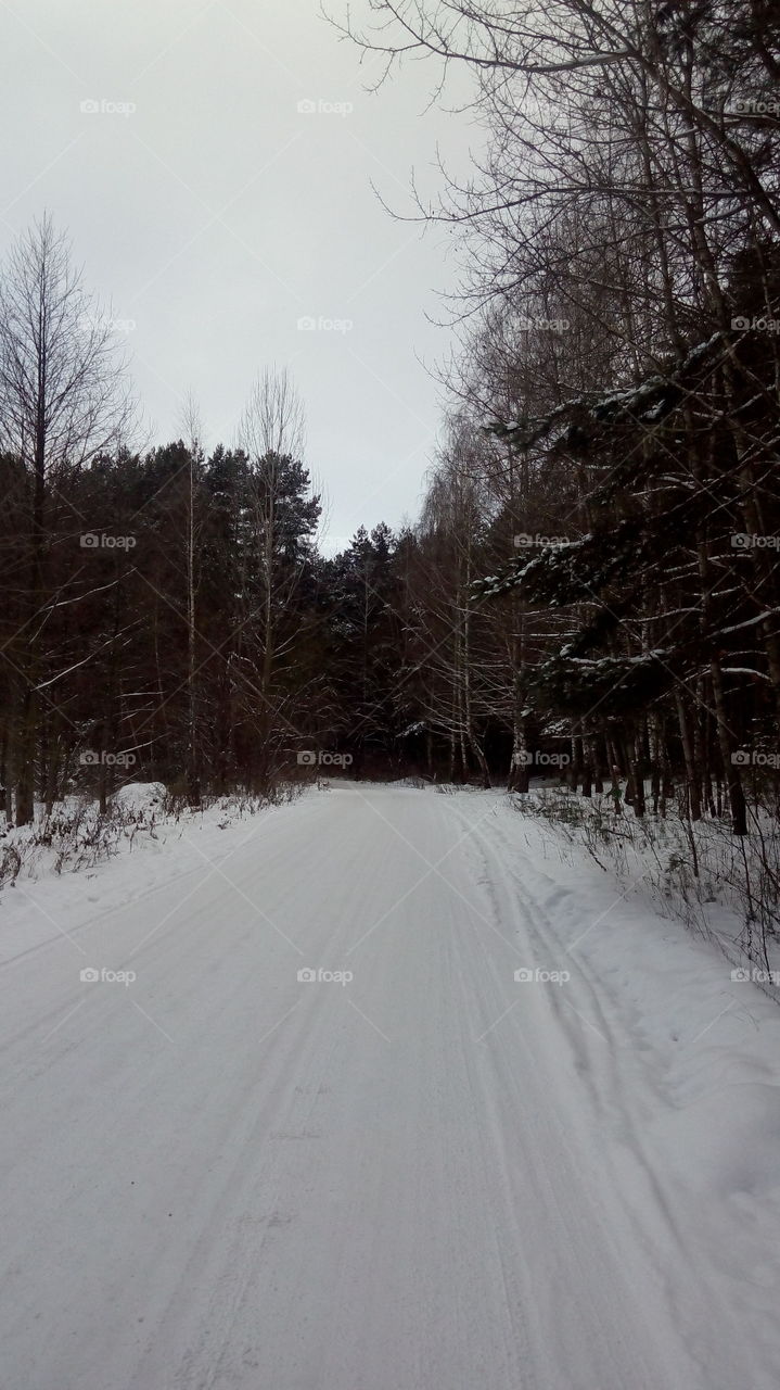 View of footpath in forest during winter