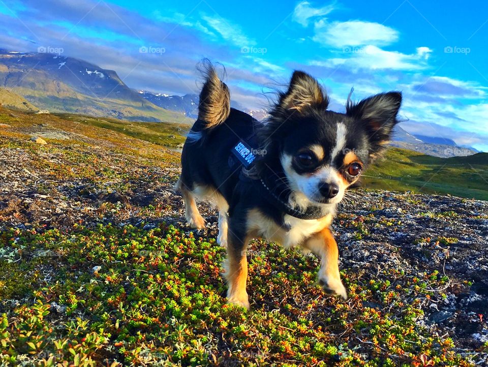 "Lita" 
Small Hopes Kennel. 
Chihuahua. 
Narvik, Norway.  