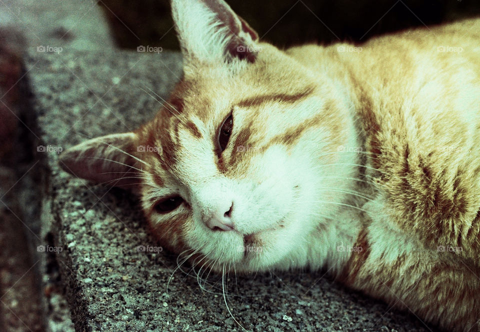 Old Red on Cinder Block. Old Red on Cinder Block