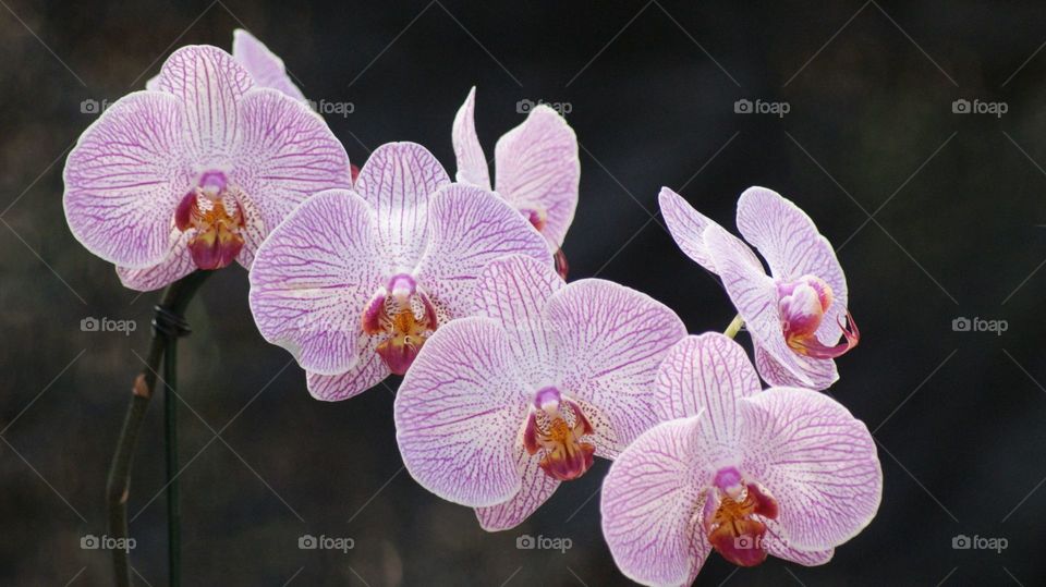 Orchid of Khon Kaen Orchid festival,Thailand