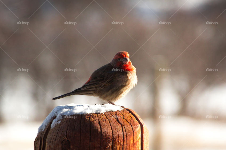 This photograph features a beautiful red male bird basking in the morning sun on a snowy day. 