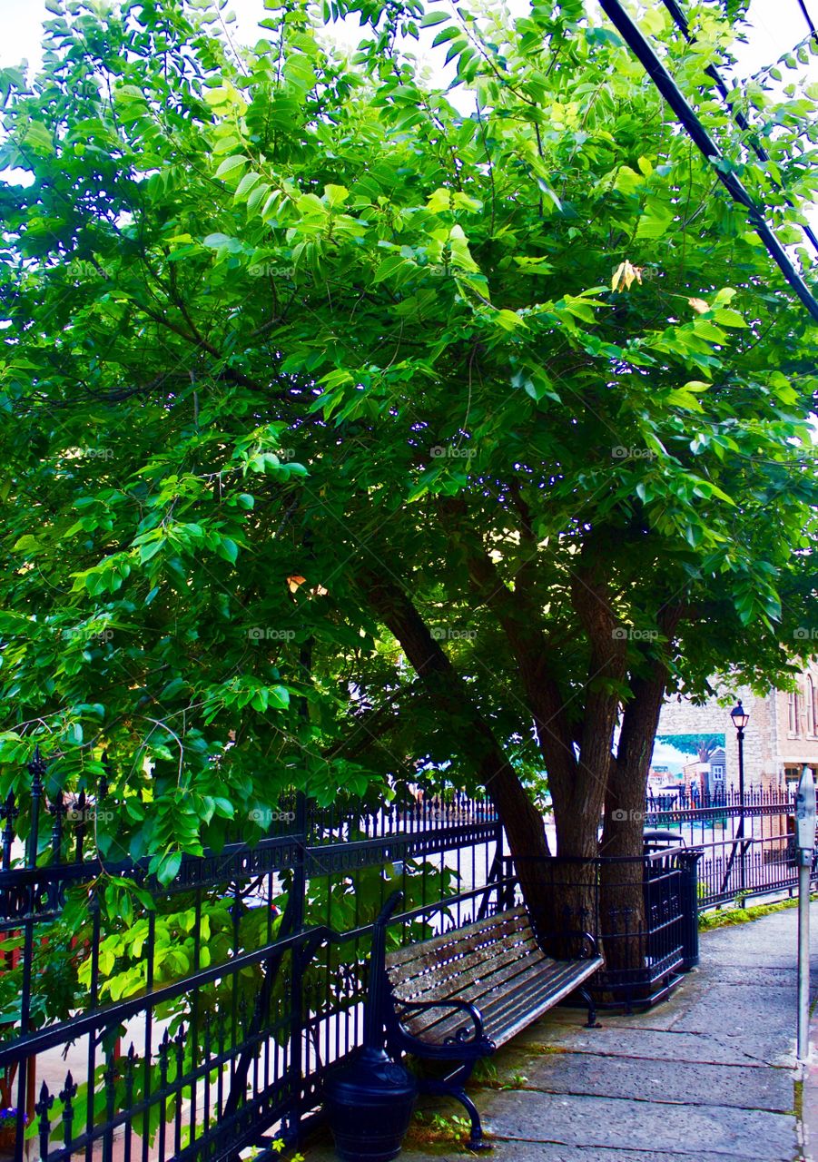 Bench with tree