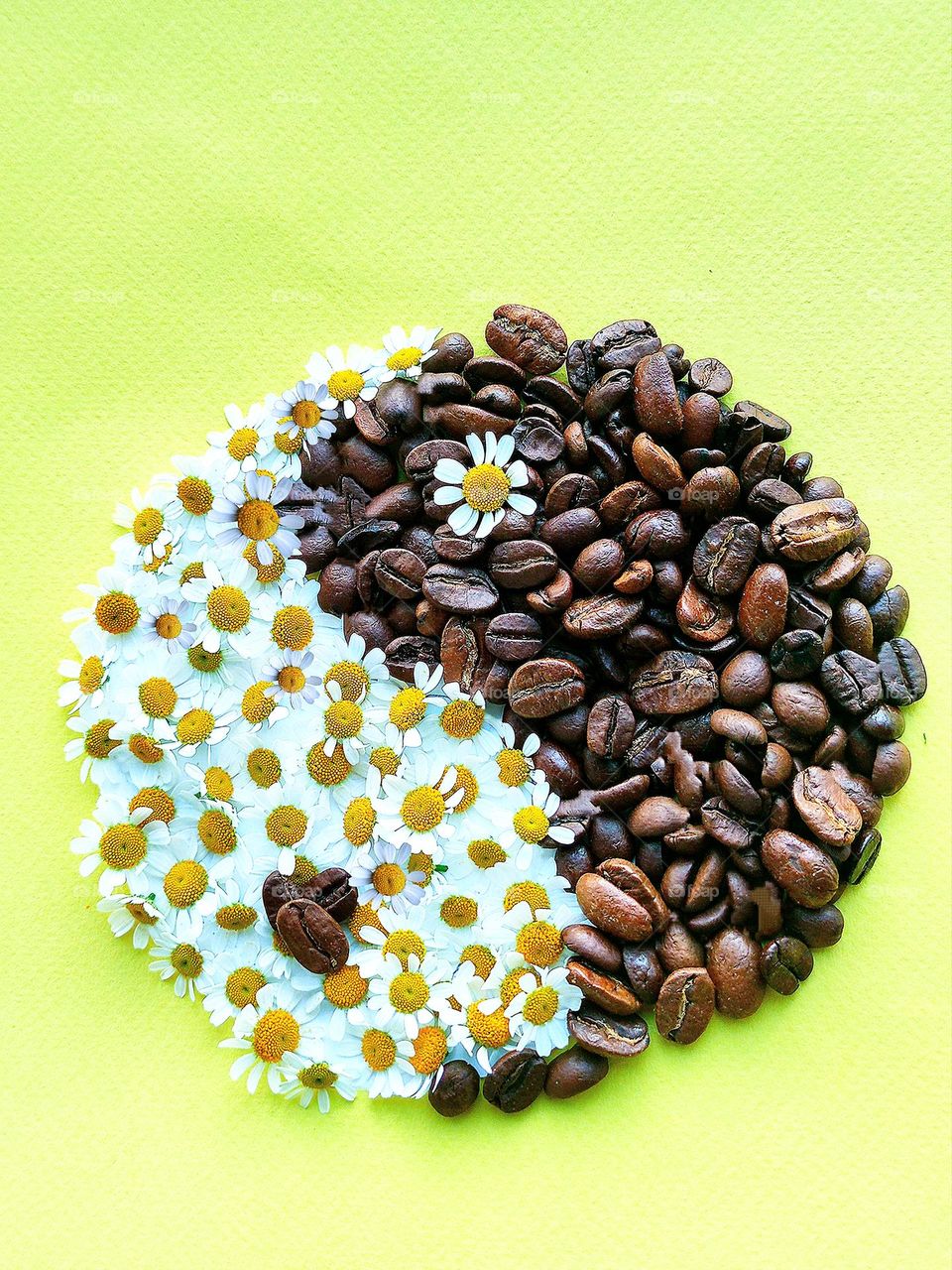 Spring. The symbol of the masculine and feminine "Yin-Yan". Coffee beans are "Yin" dark, feminine. Chamomile flowers are "Yan" light, masculine. Chinese philosophy.