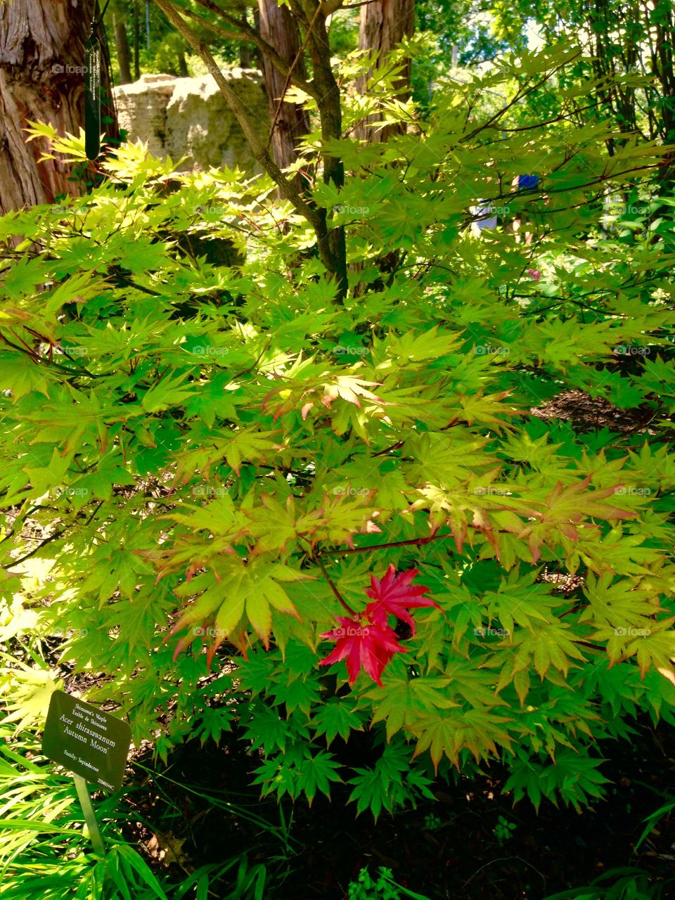 Red leaves on a green tree