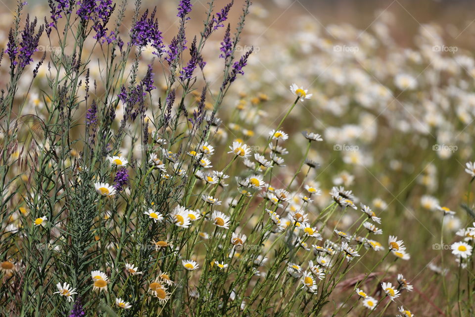 Wildflowers  blooming on the field in summertime 