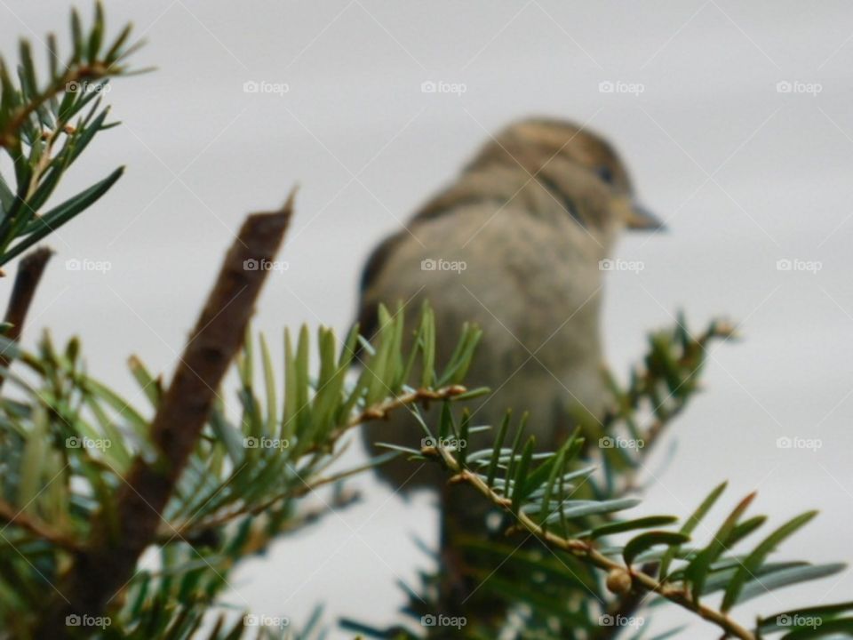 branches but image of bird in distance