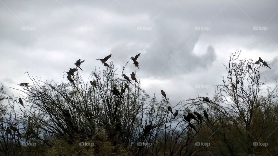 Parrots in Argentina