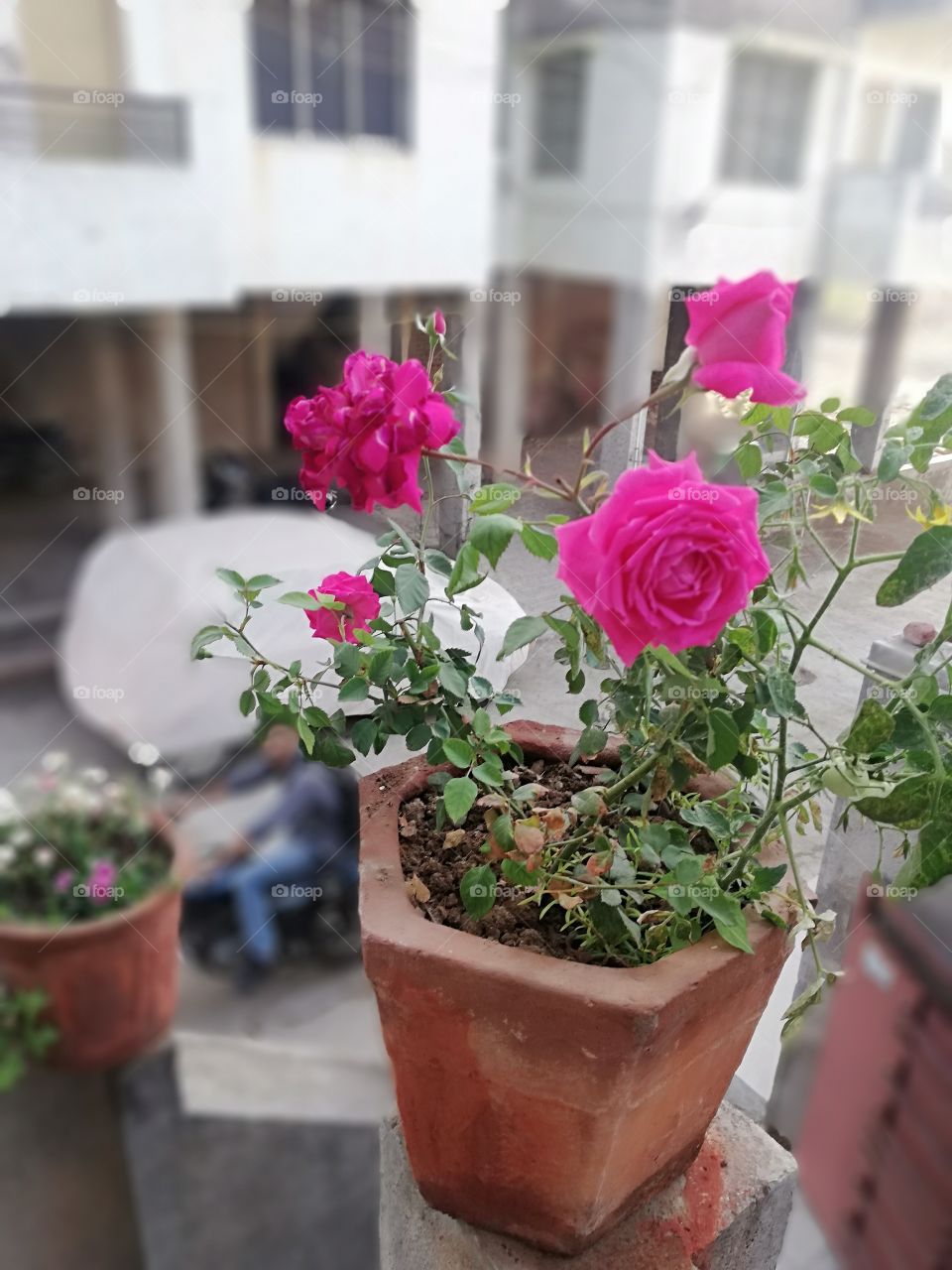 Awesome rose natural of beautiful smell and love natural beauty of romantic rose