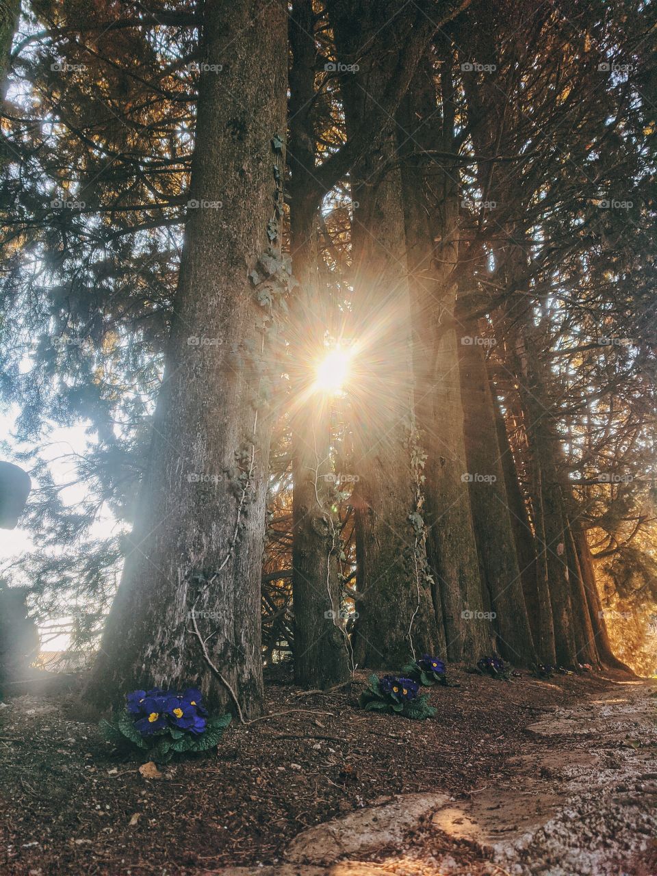 Background of the beautiful trees in orange sunset light in wild spring forest.