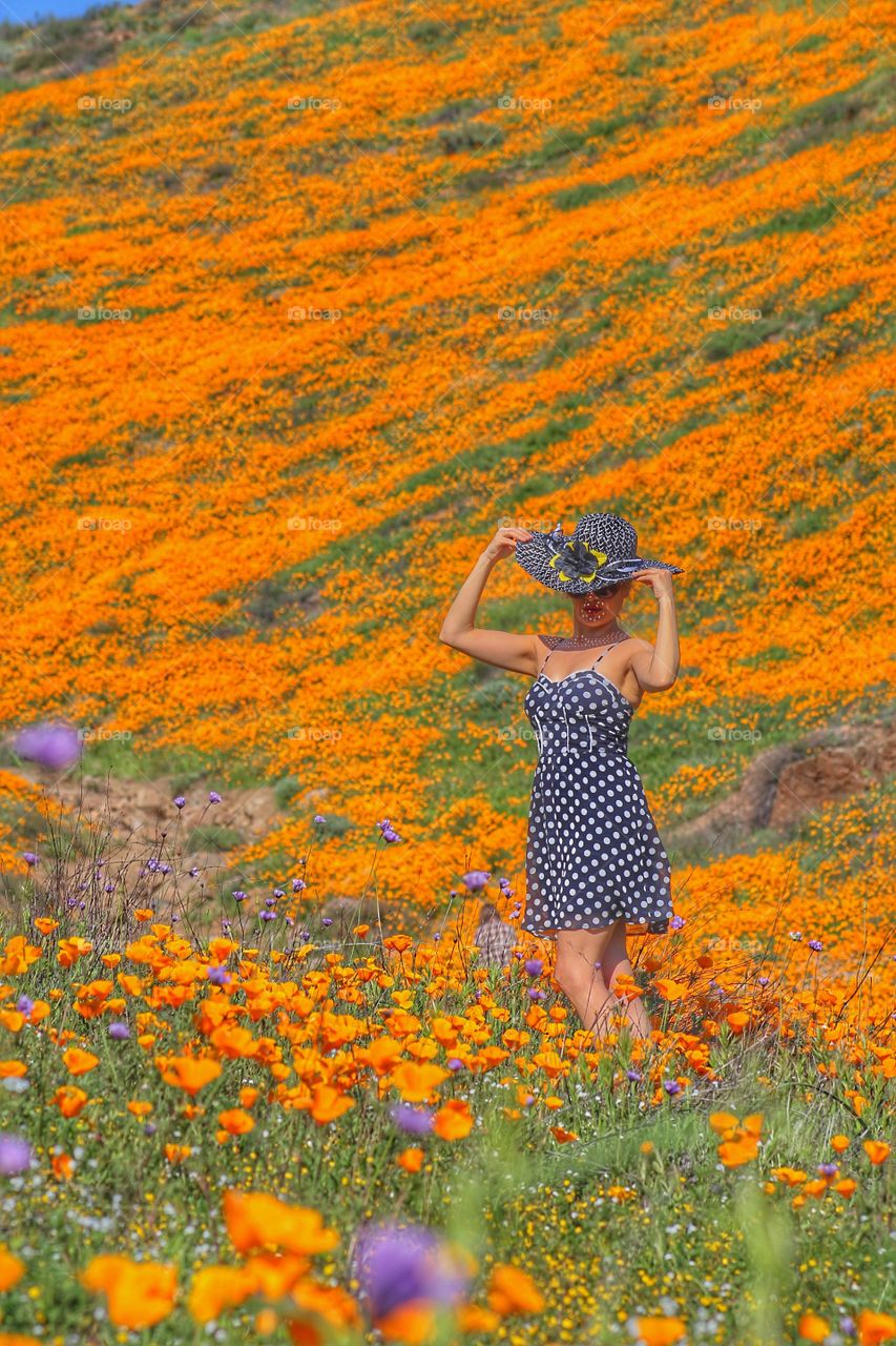 Poppy fields 