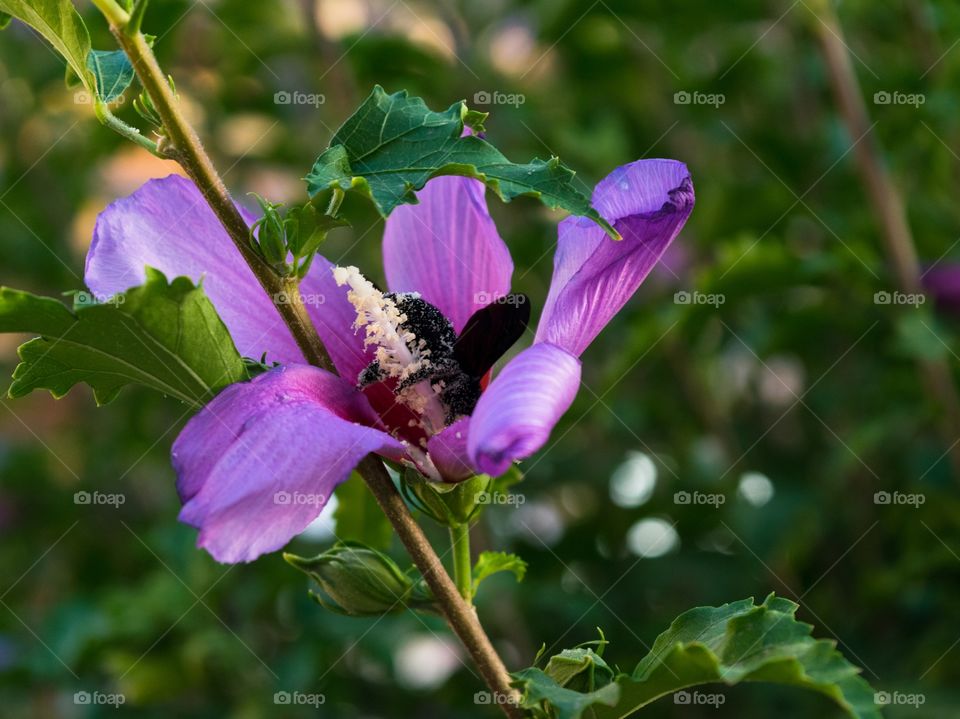 Bee collecting pollen from a flower
