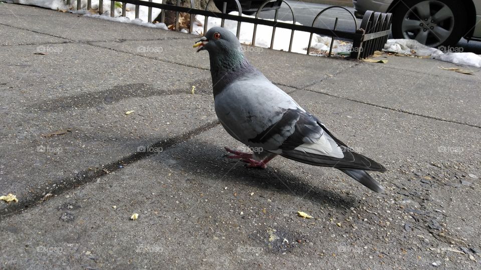Pigeon eating food, bird,  city, sidewalk, nature