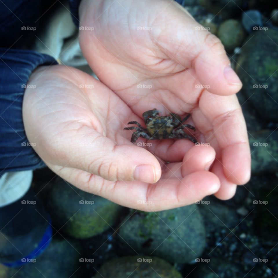 Closeup child's hands holding crab