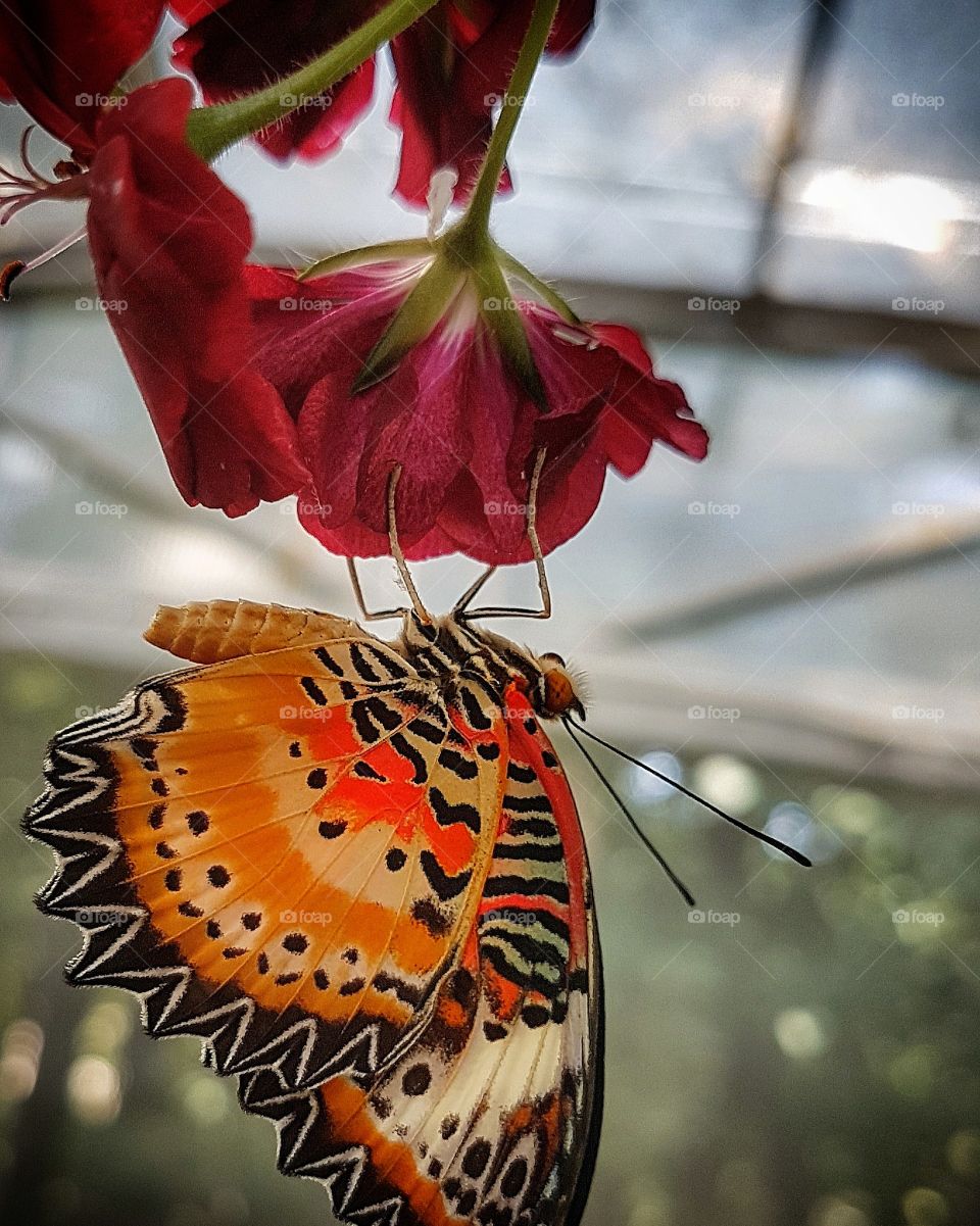 Hanging on a flower