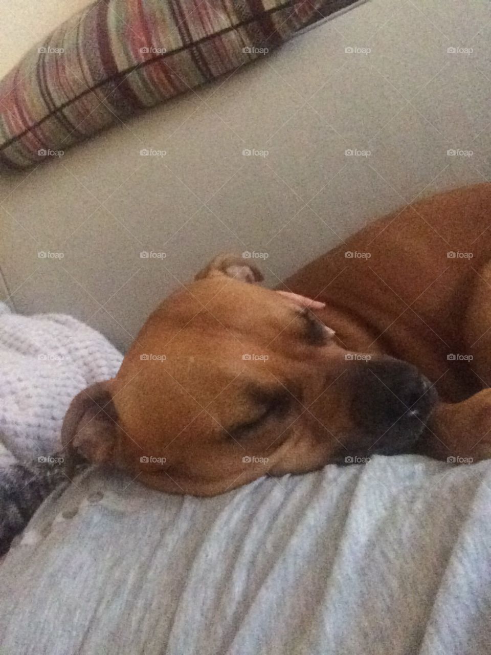 Sleeping dog 