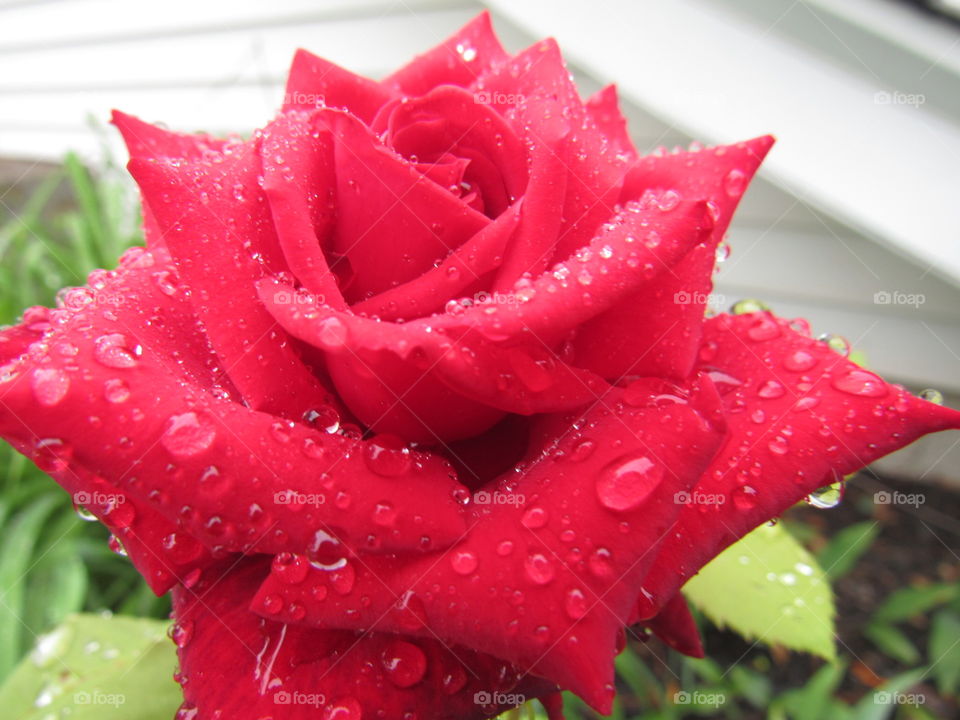 Water covered rose