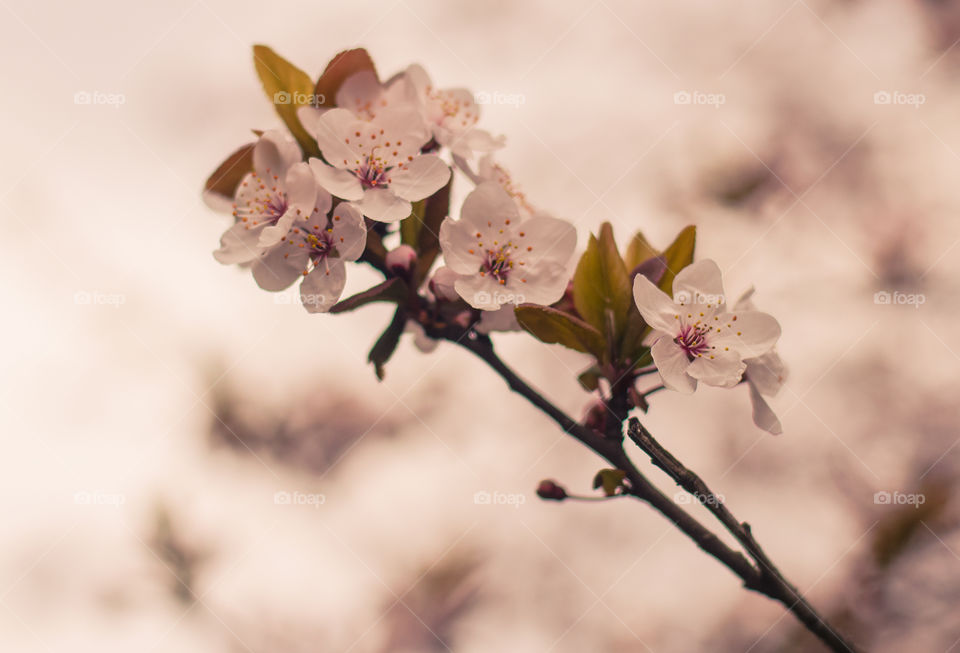 Macro shots!