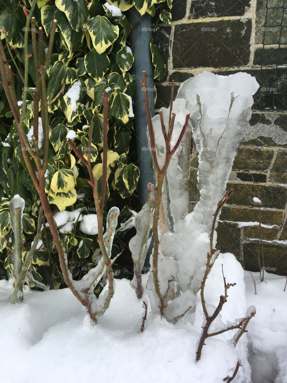 A frozen rose, hibernating for through the cold winter. 