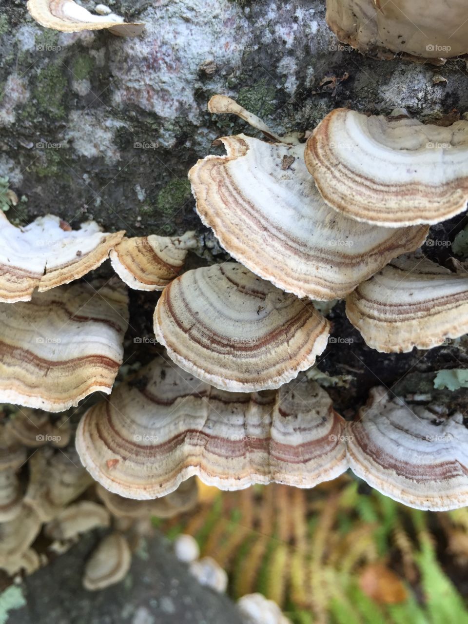 Interesting fungus 