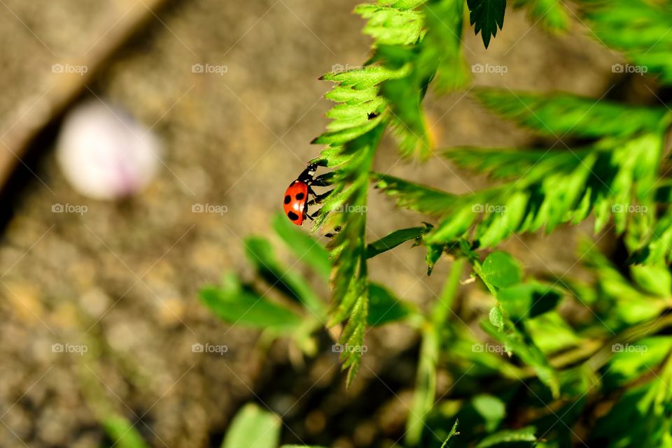 Ladybug on plant