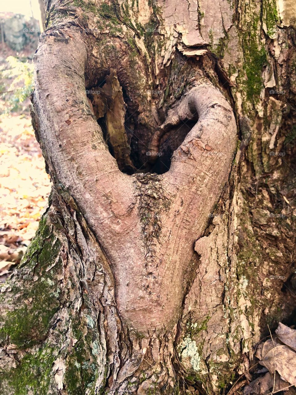 Tree heart