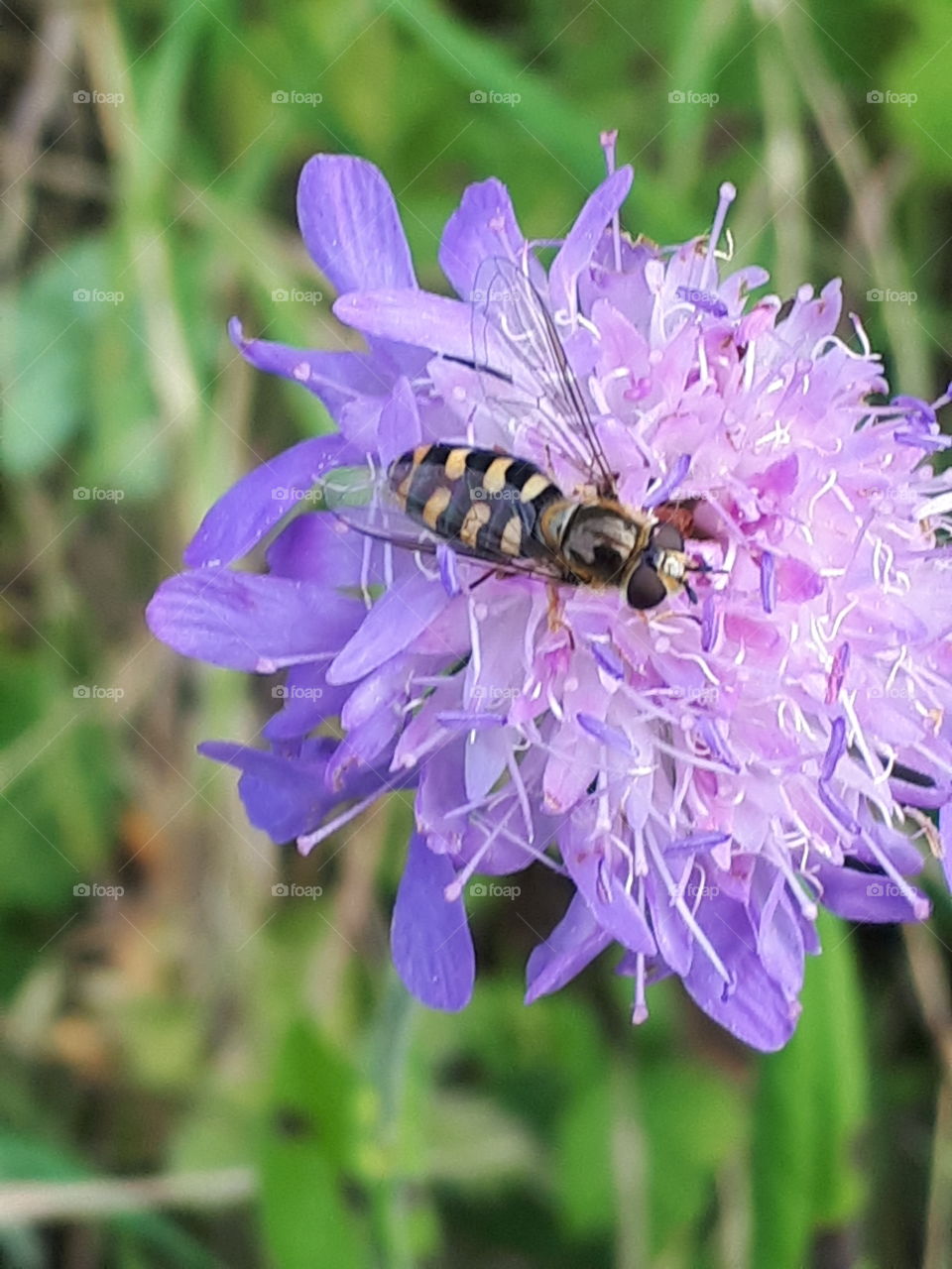 Nature, Insect, Bee, Flower, Summer