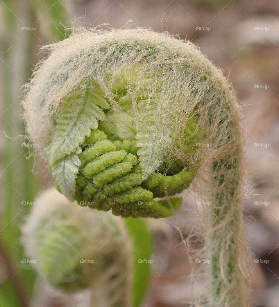 Curled fern frond leaves emerging in spring