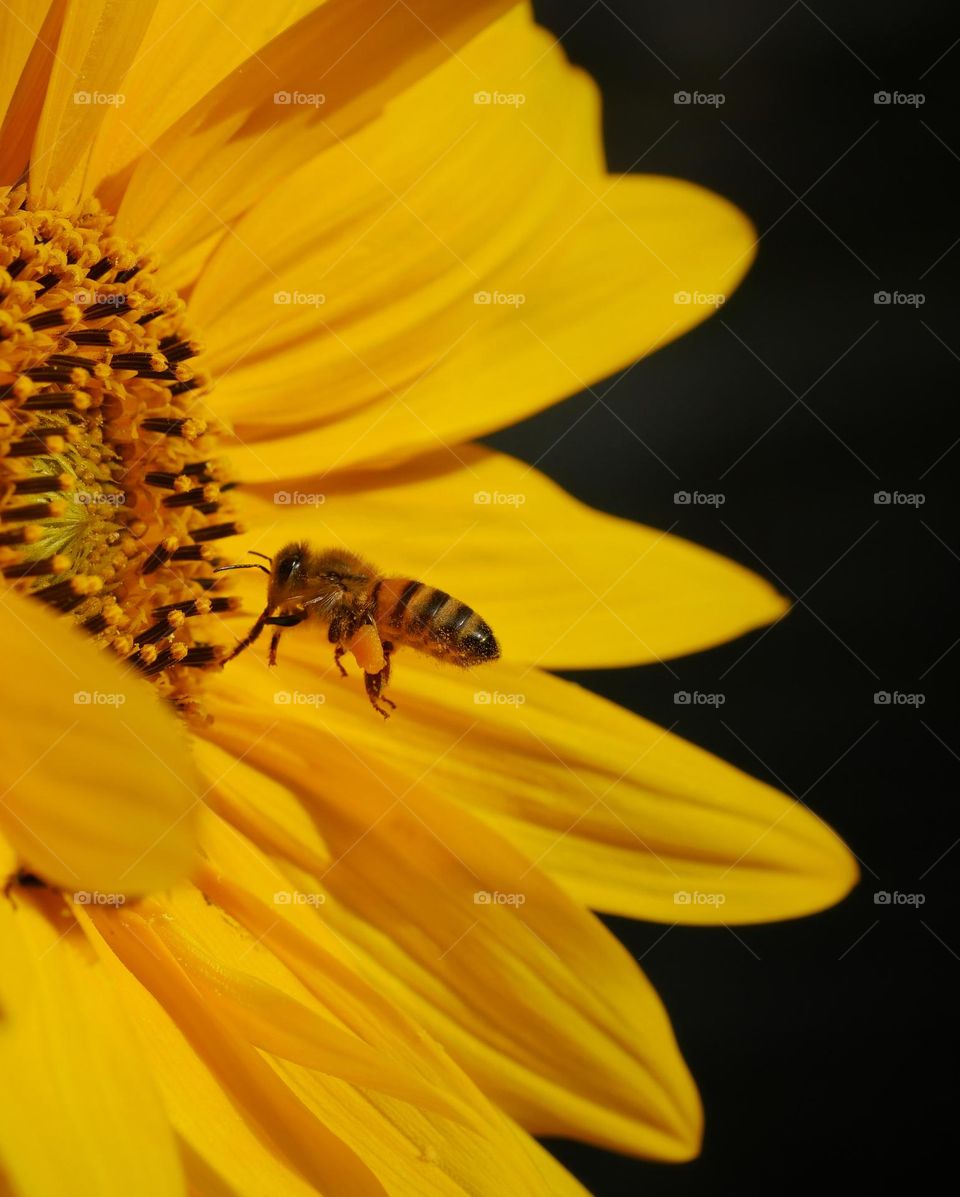 Bee searching for nectar on sunflower