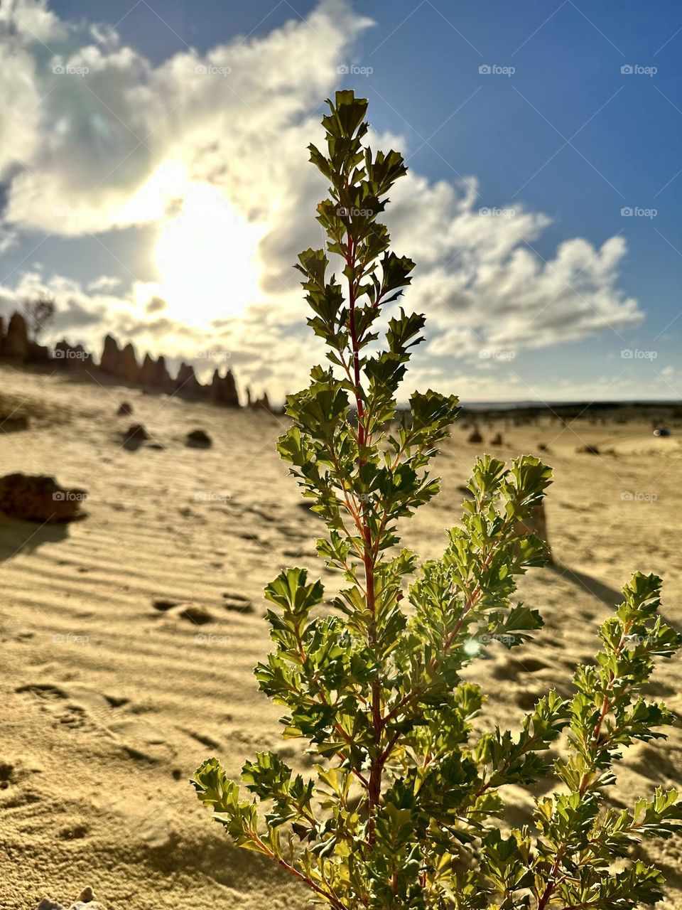 An afternoon at The Pinnacles of Western Australia