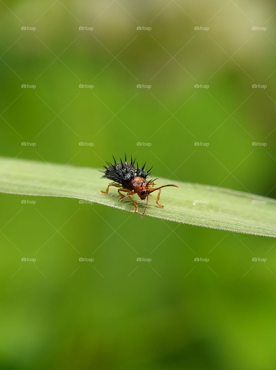 A red winged thorn bug is foraging on a leaf. This is a rare bug!