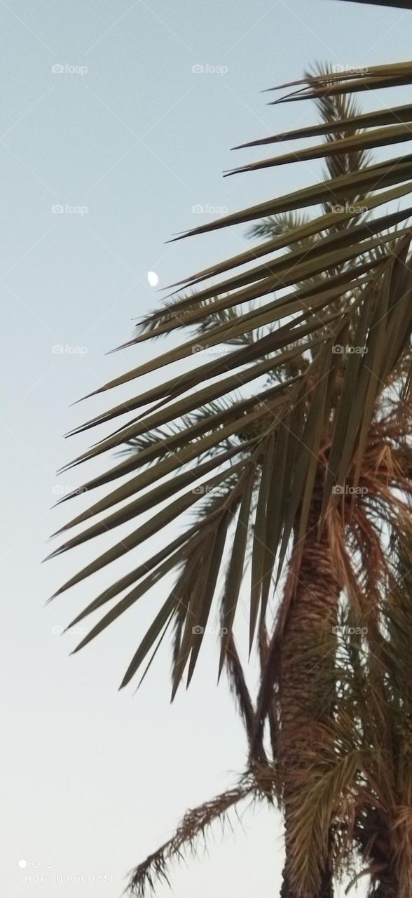 The moon behind a palm tree.