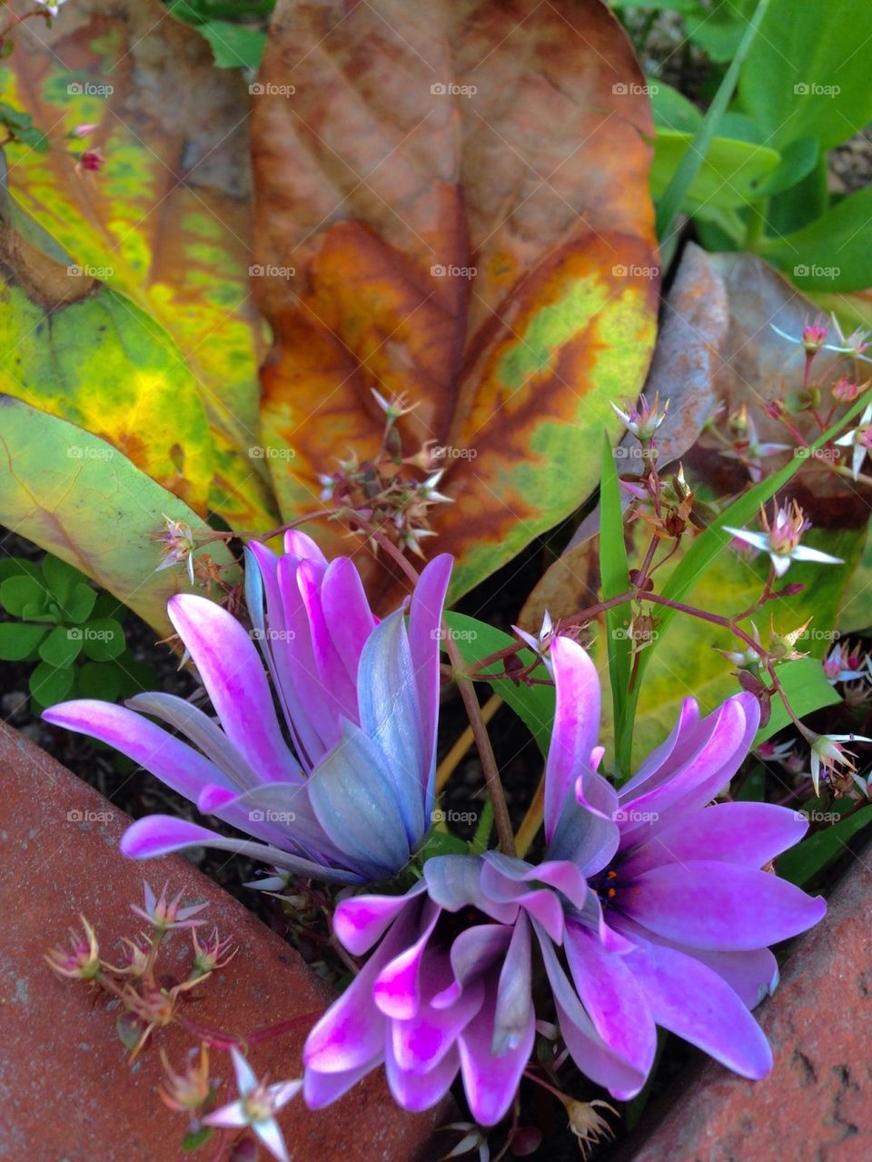 Spring flowers